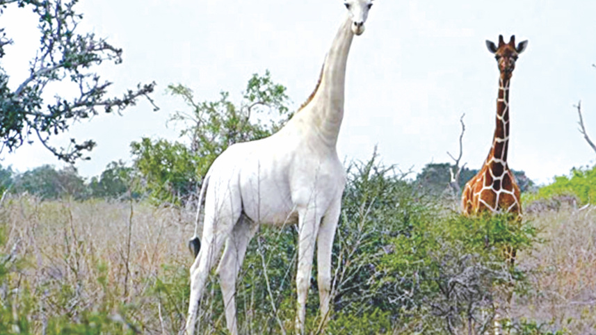Rare white giraffes.jpg