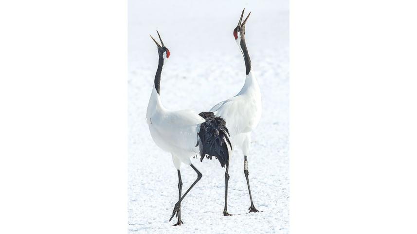 Red-crowned Crane Couple.jpg