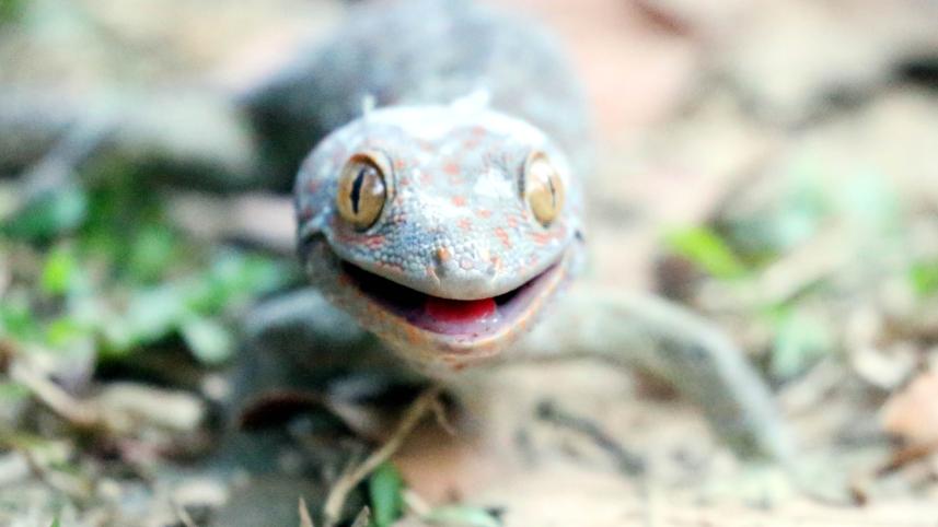 rescued geckos.jpg