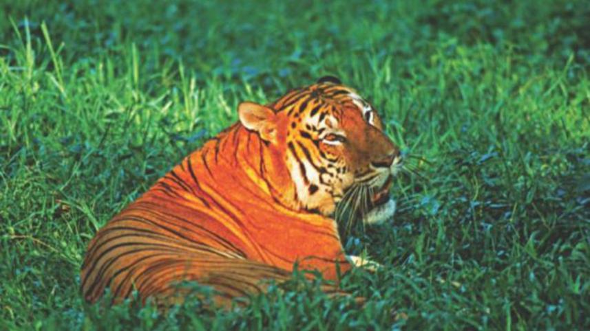 royal bengal tiger.jpg