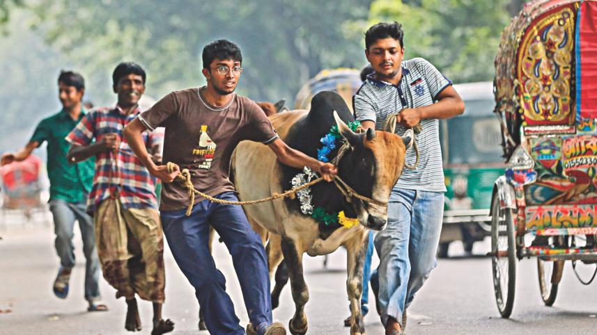 sacrificial animal.jpg