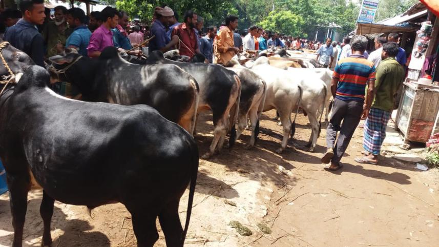 Sacrificial animals 1.jpg