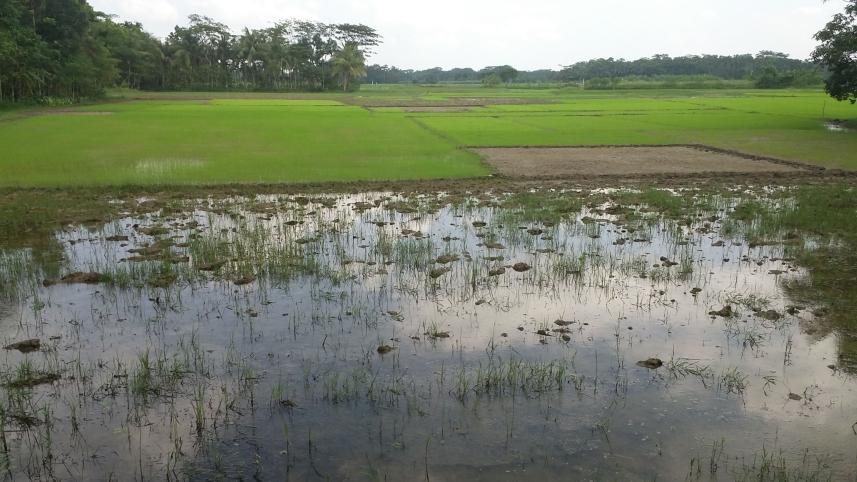 saplings affected.jpg