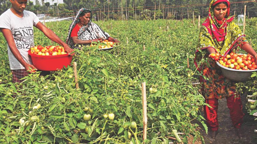 Sariakandi upazila.jpg