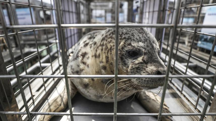 Seal pups-1.jpeg