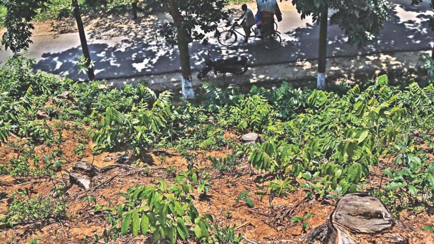 Several tree stumps.jpg