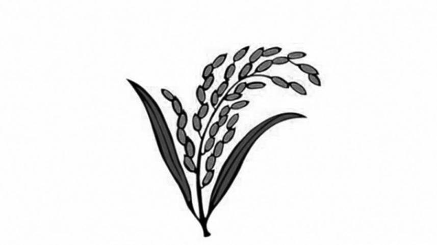 Jatiya Oikyafront Election Symbol Sheaf of Paddy
