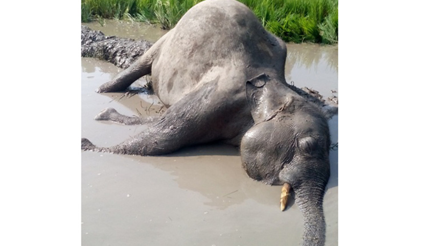 sherpur-Elephant-WB.jpg