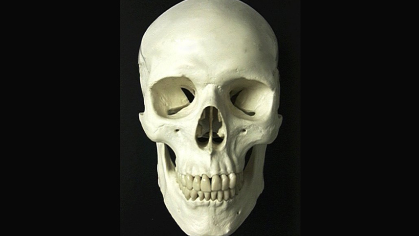 Skull-1WB.jpg