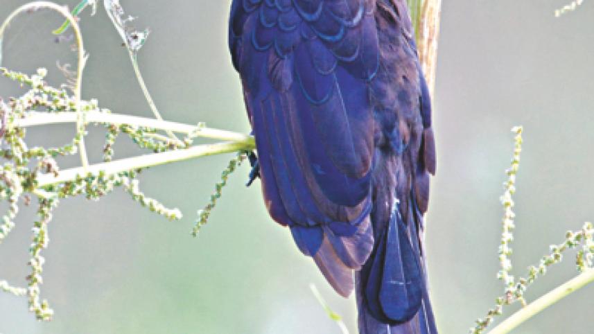 Smooth-billed ani.jpg