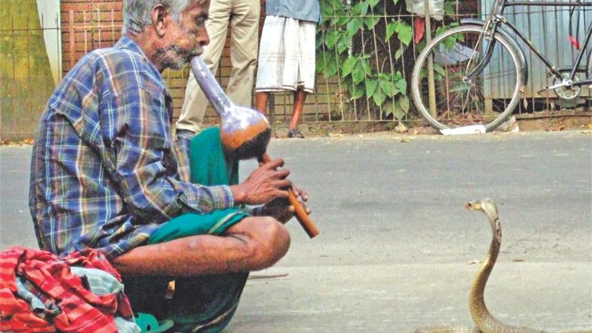 snake.jpg