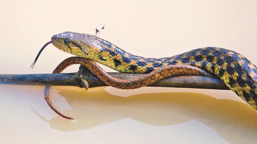 Snake Encounters.jpg