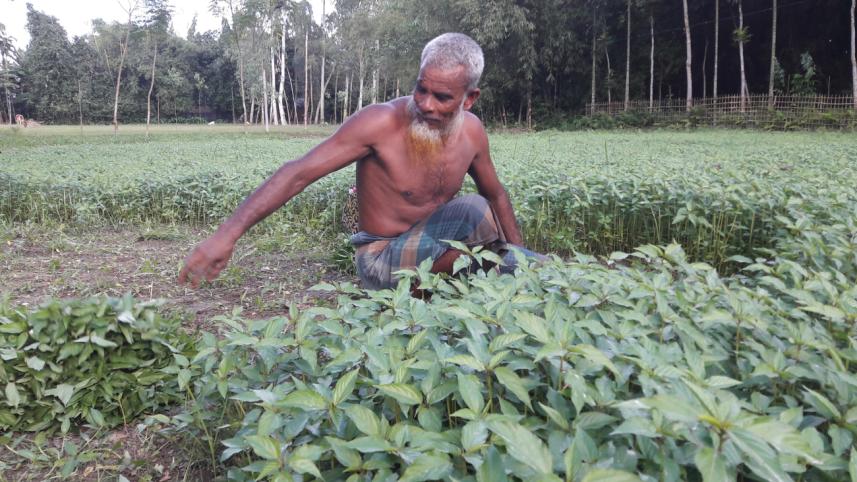 Soleman Ali harvests.jpg