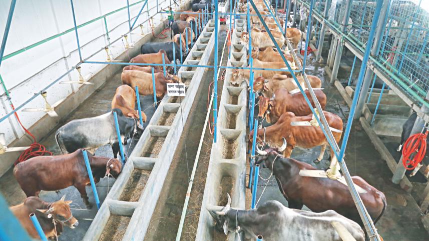 Subed Ali Agro Farm.jpg