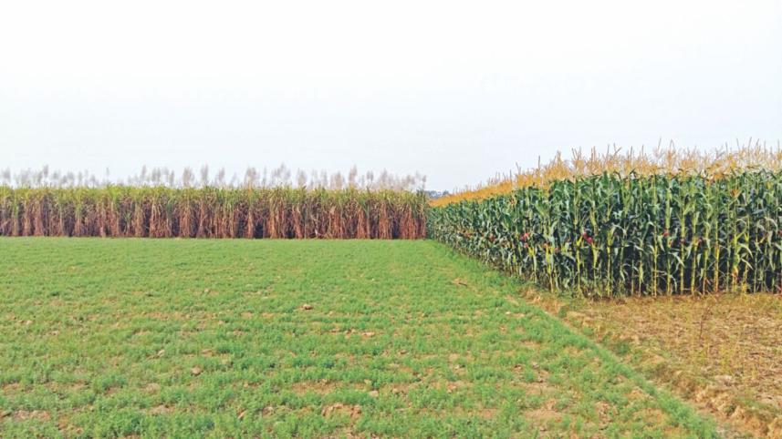 Sugarcane acreage fall.jpg