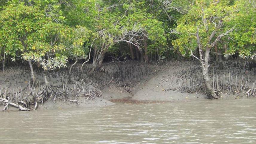 Sundarbans.jpg