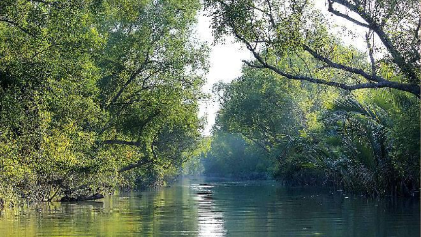 The Sundarbans