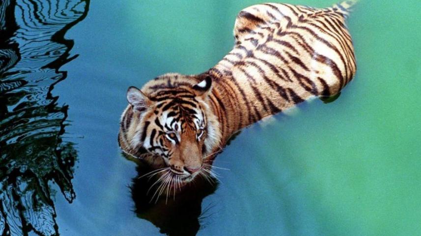 Tigress found dead in Sundarbans