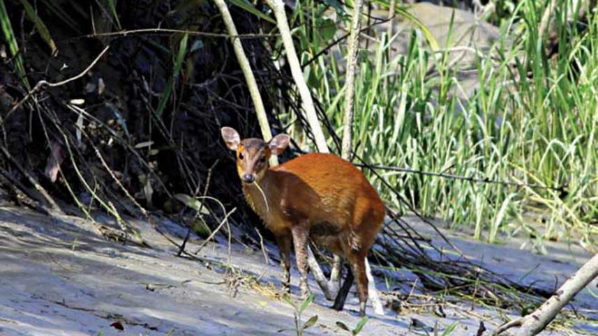 sundarbanWB.jpg