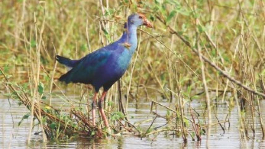 swamphen.jpg