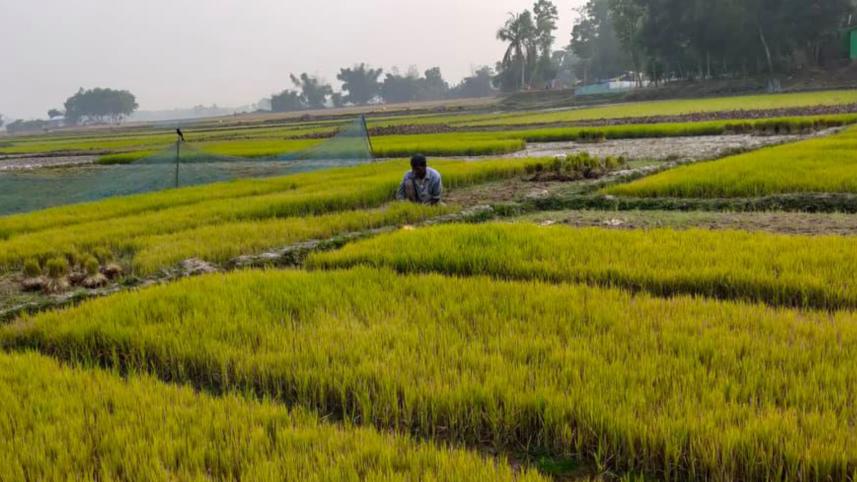 Sylhet farmers worried.jpg