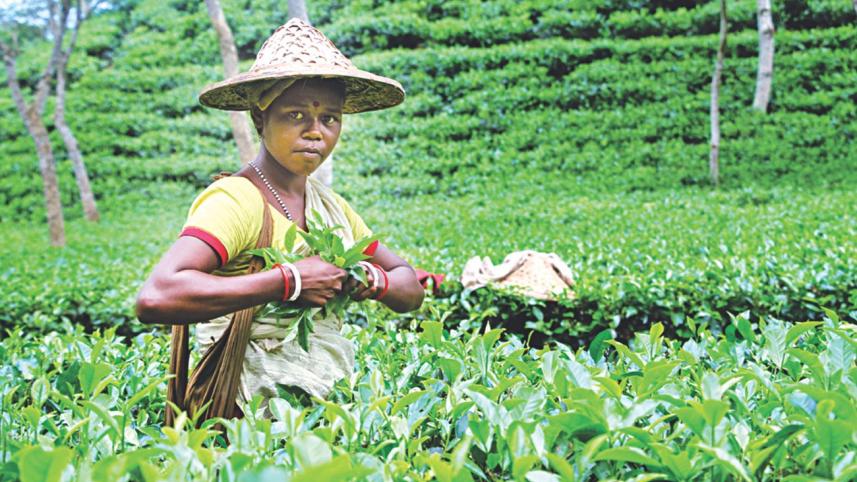 sylhet tea garden 1.jpg