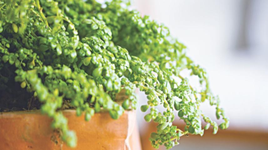 Taking care of your first plant