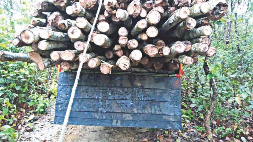 Tangail Sal forest.jpg