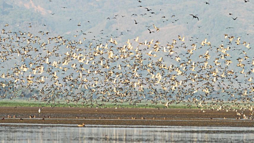 Tanguar Haor.jpg