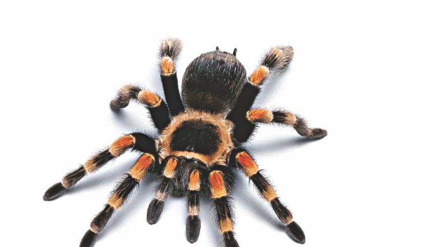 tarantula
