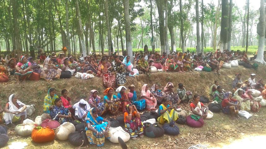 Tea workers in high risk