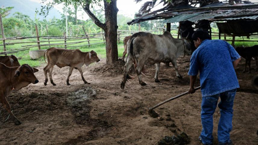thai-village-using-poop-to-generate-power-afp-wb.jpg