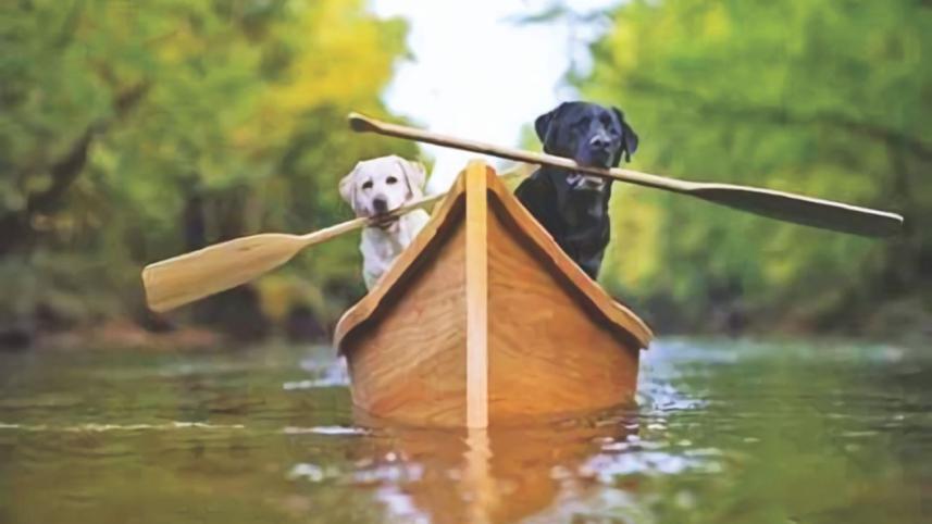 The Common Personalities In A Trip