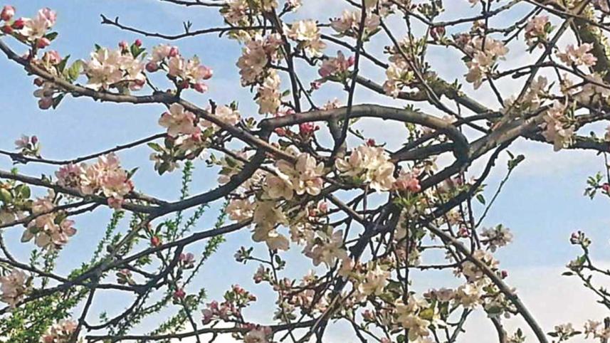 The land of the dragon, and fiery rhododendrons