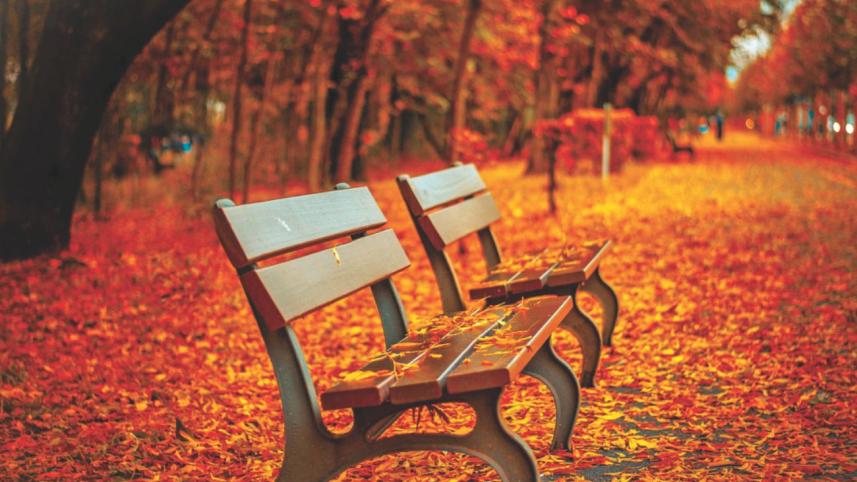 The leaves came tumbling down