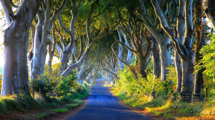 The Man Who Planted Trees