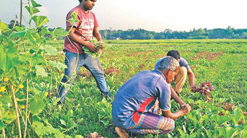 The millennial farmers