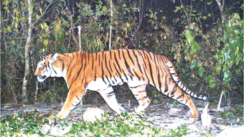 Bangladesh royal Bengal tigers