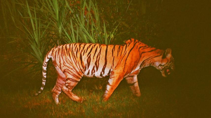 Bengal tiger habitat