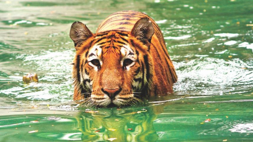 Together, we can save our pride – the tigers  of the Sundarbans