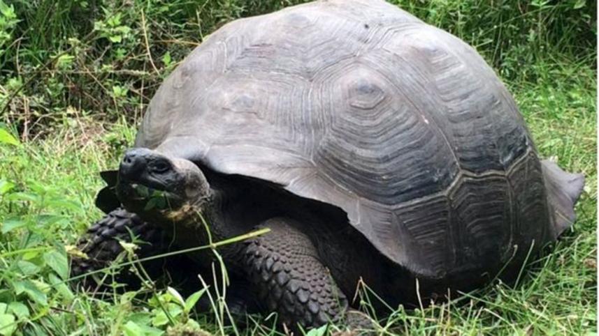 Tortoise-wb.jpg