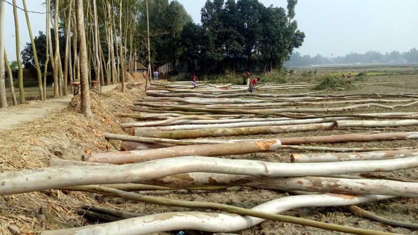 Tree looters Gaibandha.jpg
