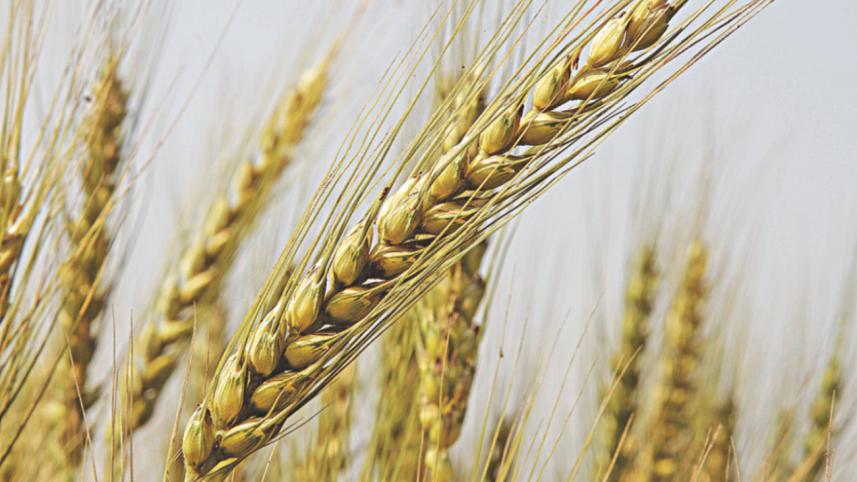 TREND OF WHEAT IMPORTS In lakh tonnes.jpg