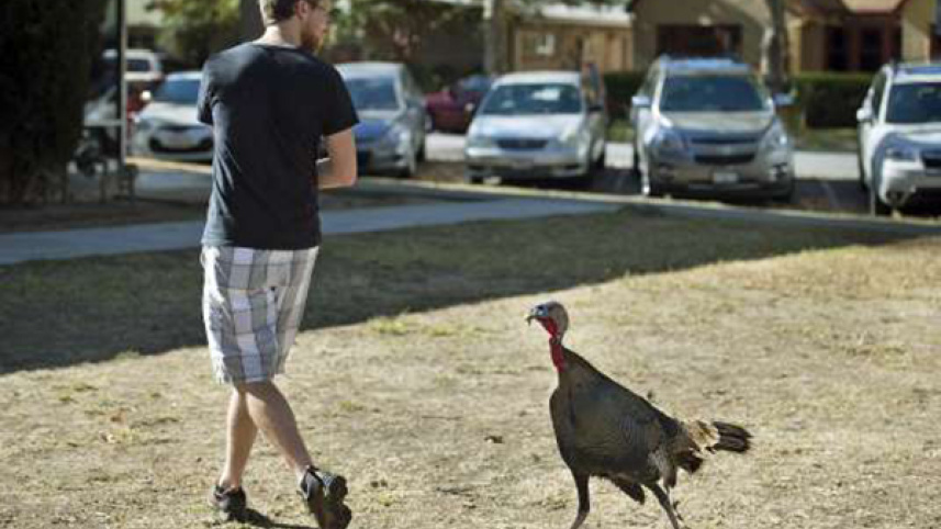 off beat, California college, angry bird, rowdy turkey