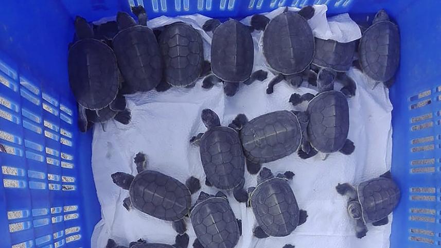 turtle hatches in Sundarbans