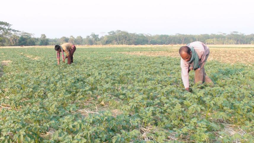 vegetables without ploughing.jpg