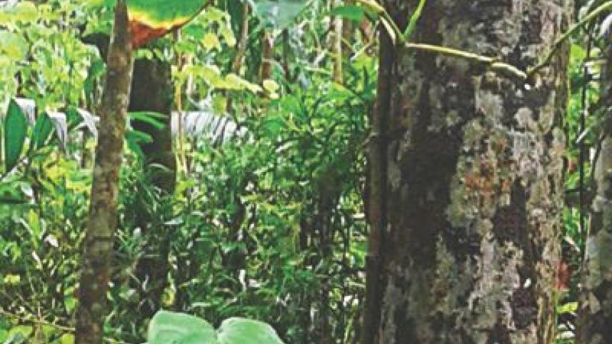 virus infected betel leaf.jpg