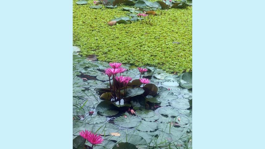water lily.jpg