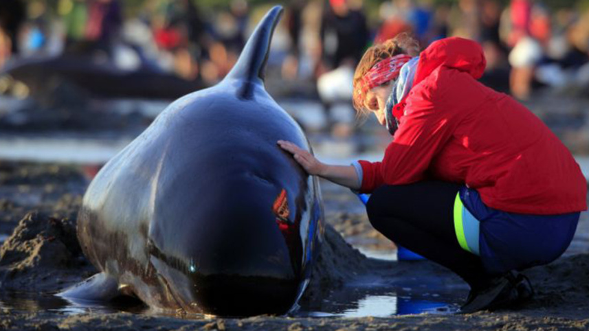 New Zealand whale stranding