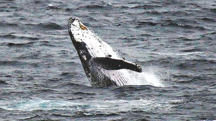 whale.jpg